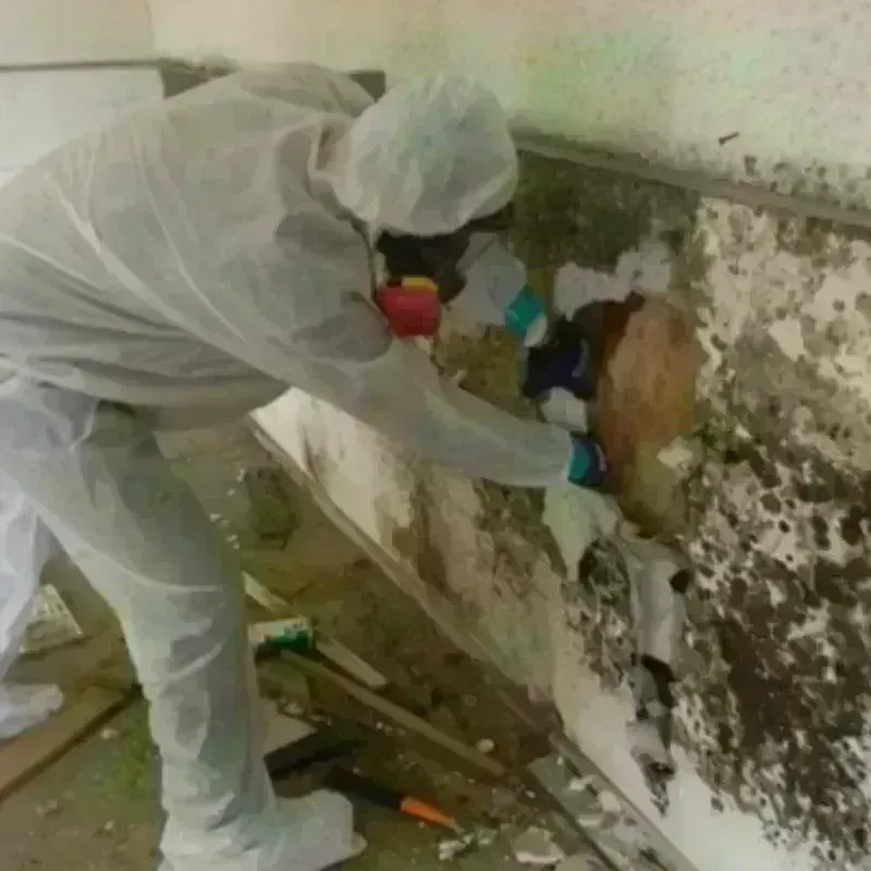 Mold Remediation and Removal in Osseo, WI